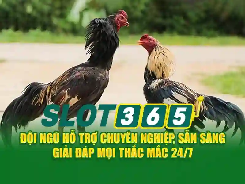slot365 bet – tổng quan chủ đề và giá trị cốt lõi