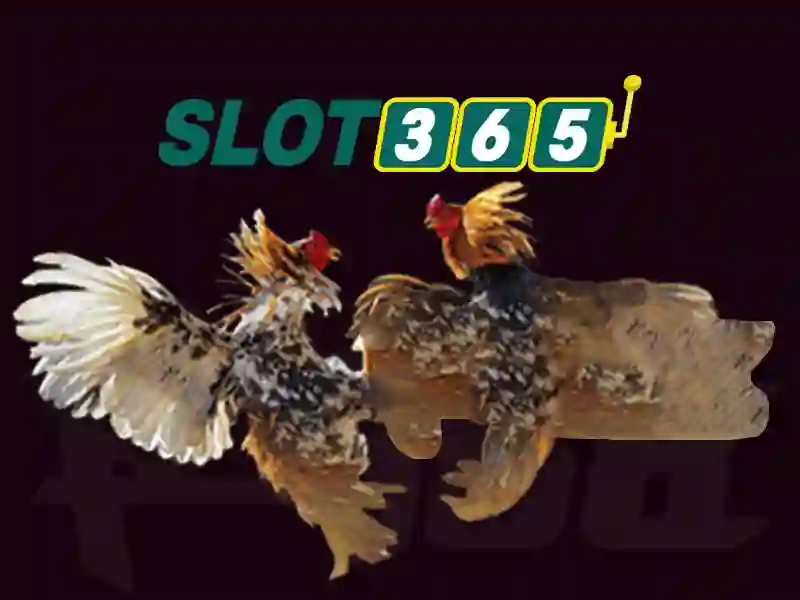 Slot365 – Đánh giá tổng quan